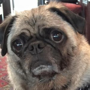 Meet your Posher, Doug